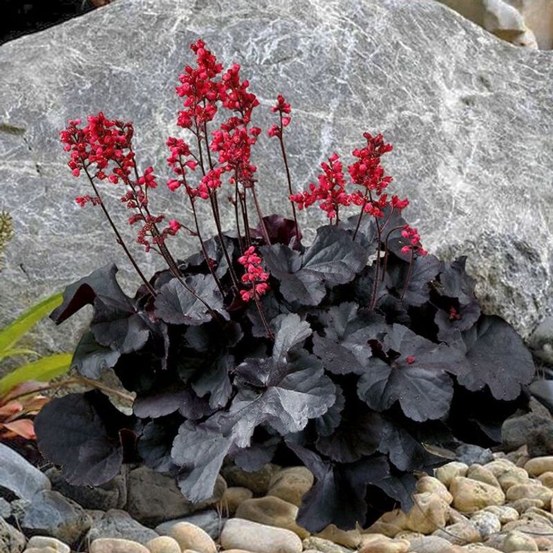 Heuchera