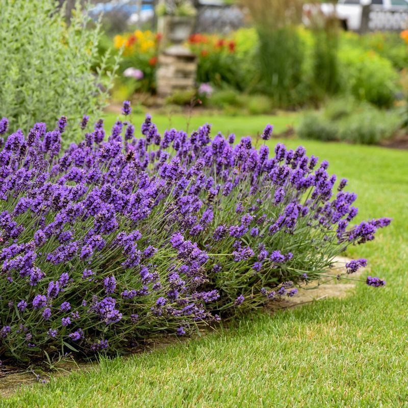 Lavender