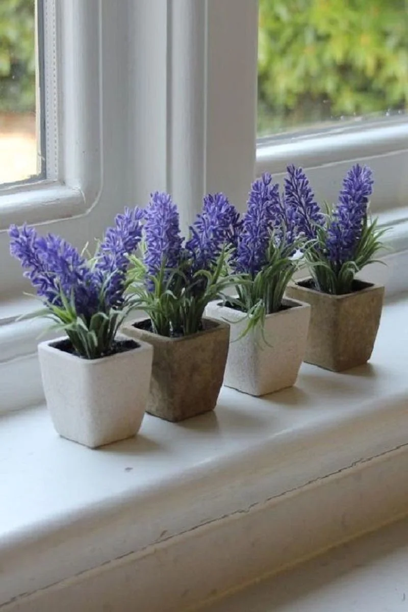 Lavender
