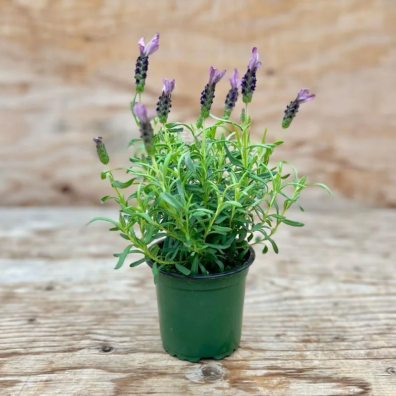 Lavender