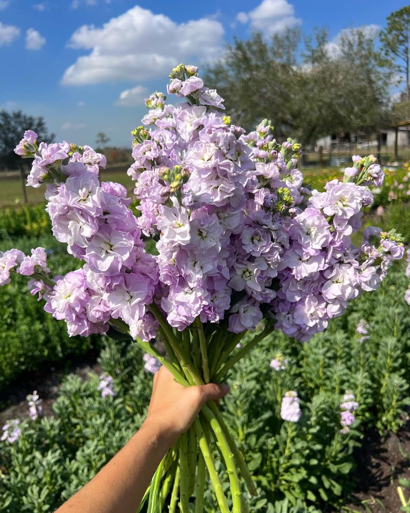 Lavender