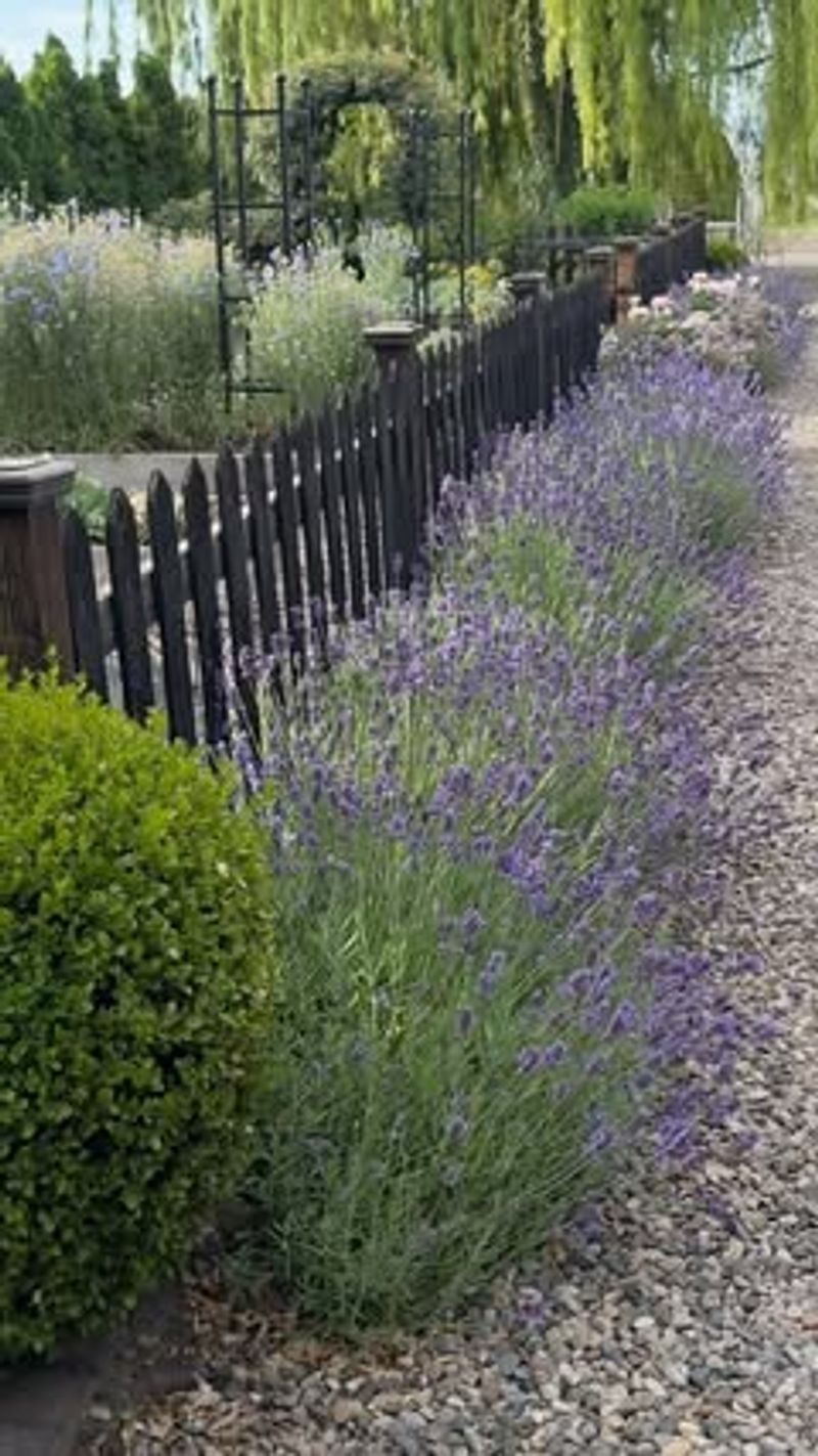 Lavender