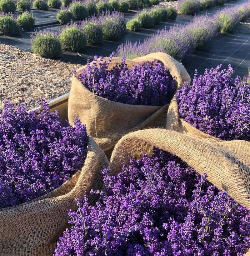 Lavender