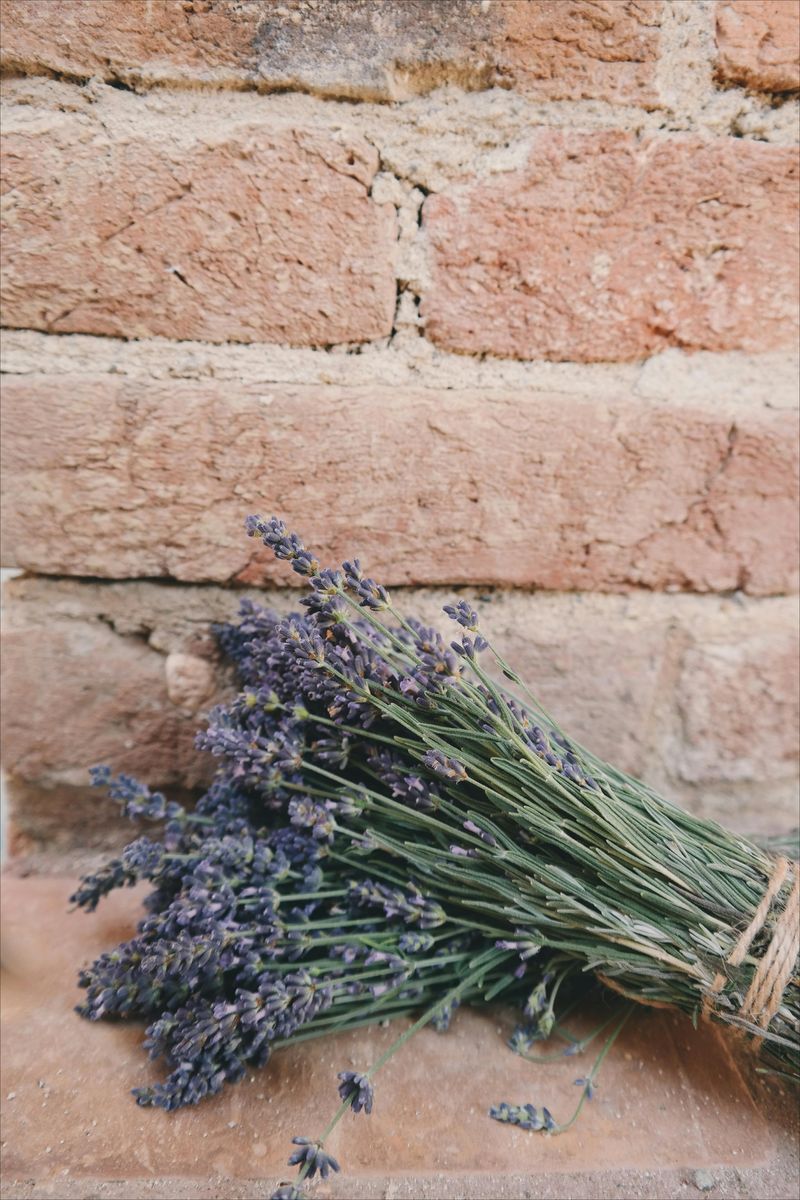 Lavender