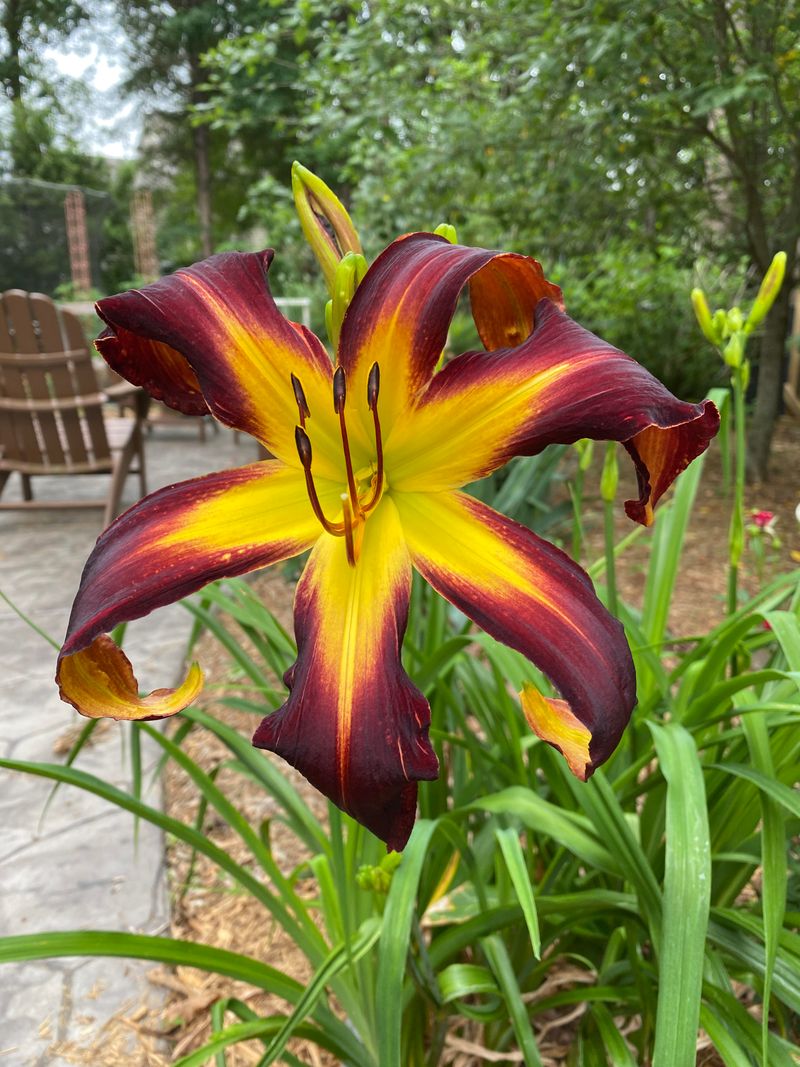 Daylilies