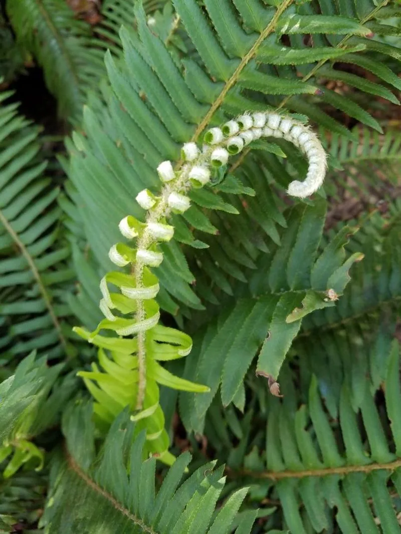 Ferns