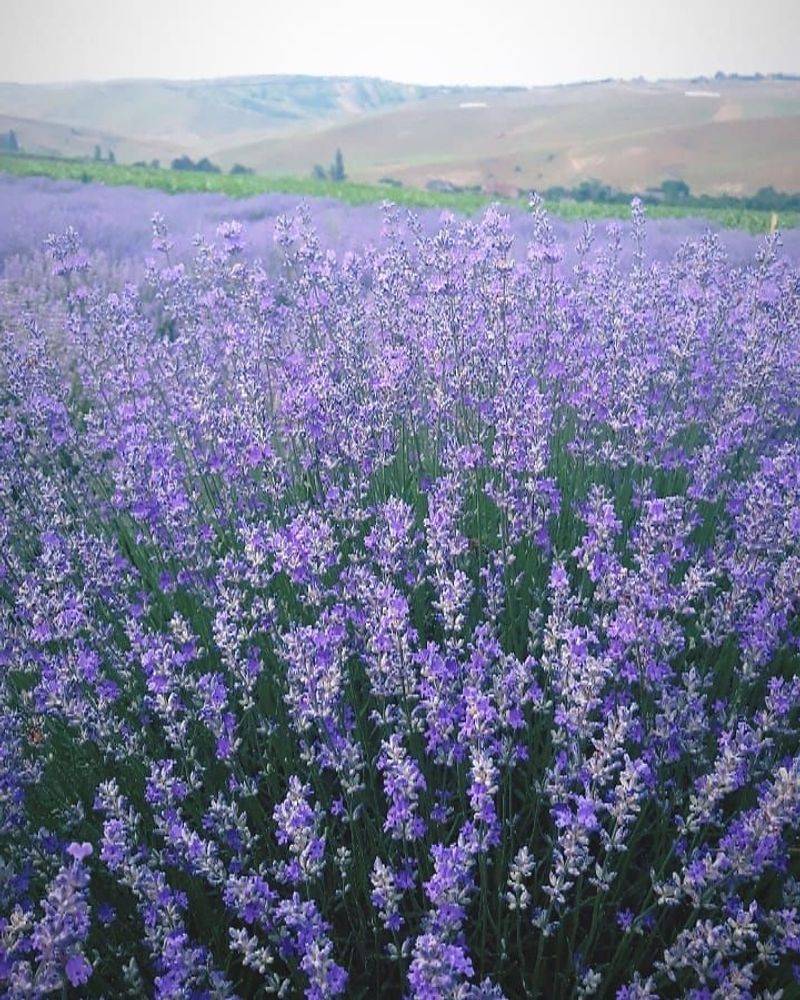 Lavender