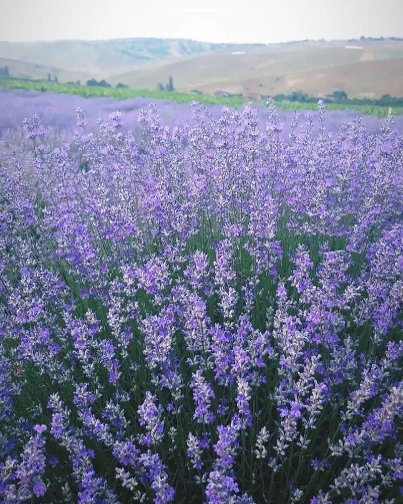 Lavender