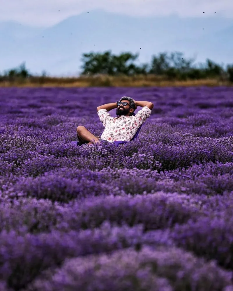 Lavender