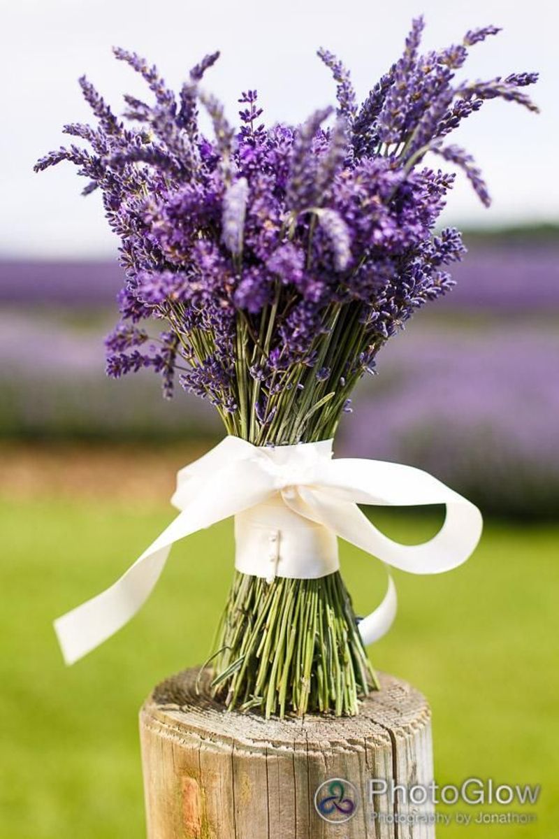 Lavender