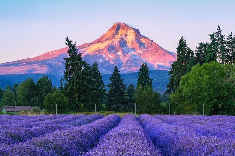 Lavender