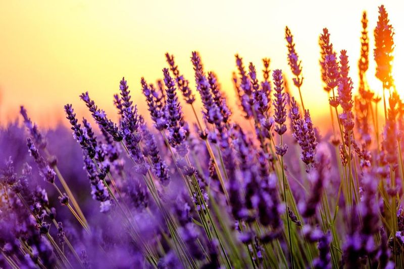 Lavender