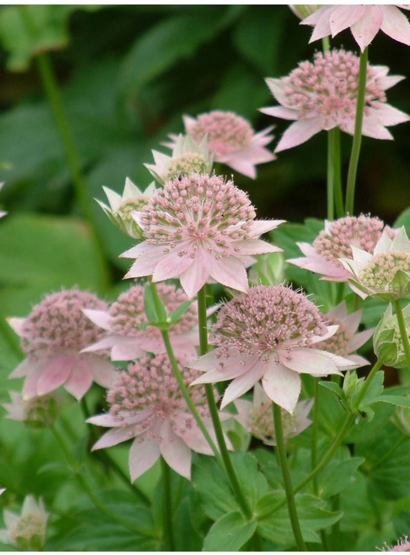 Astrantia