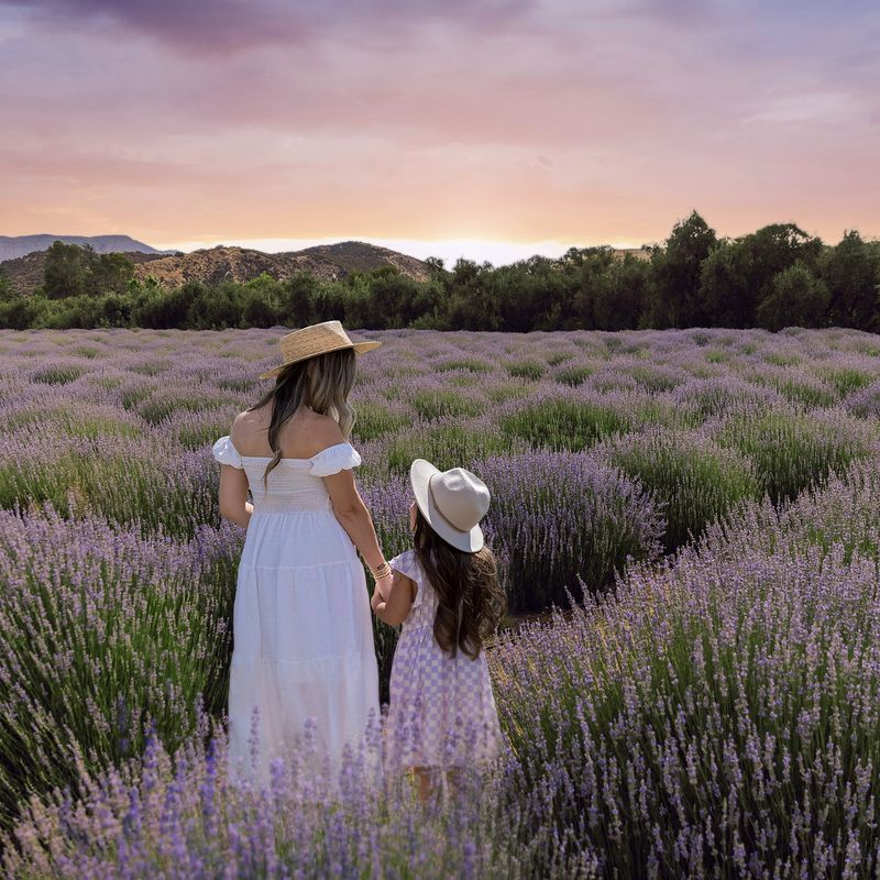 Lavender