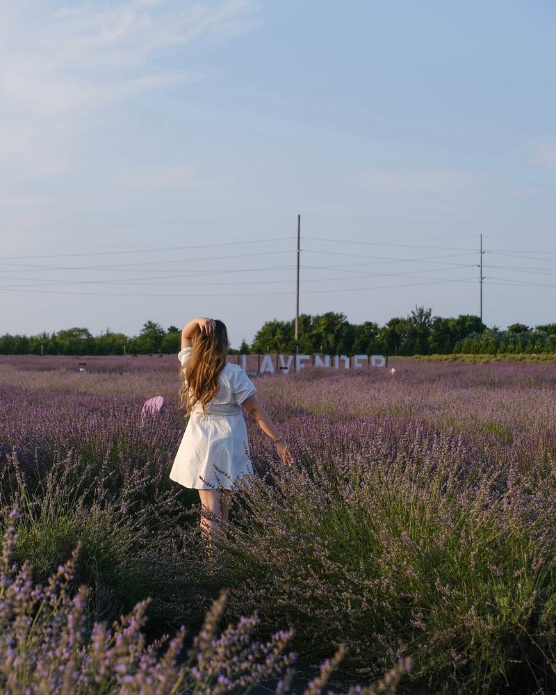 Lavender