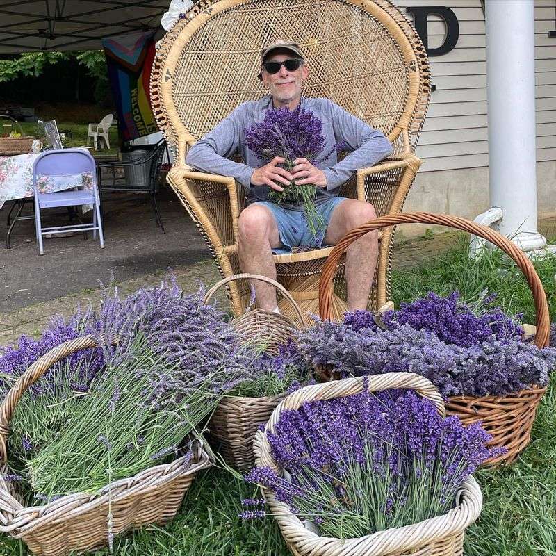 Lavender
