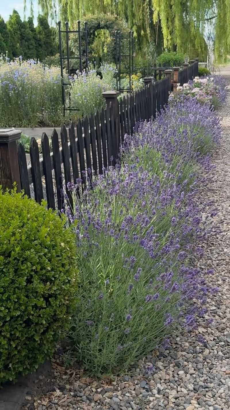 Lavender