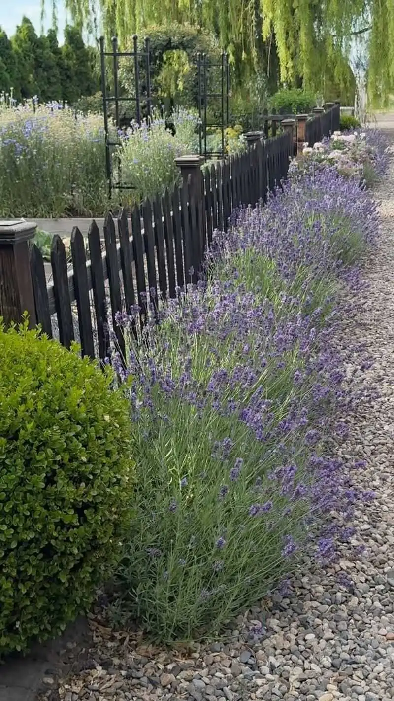 Lavender
