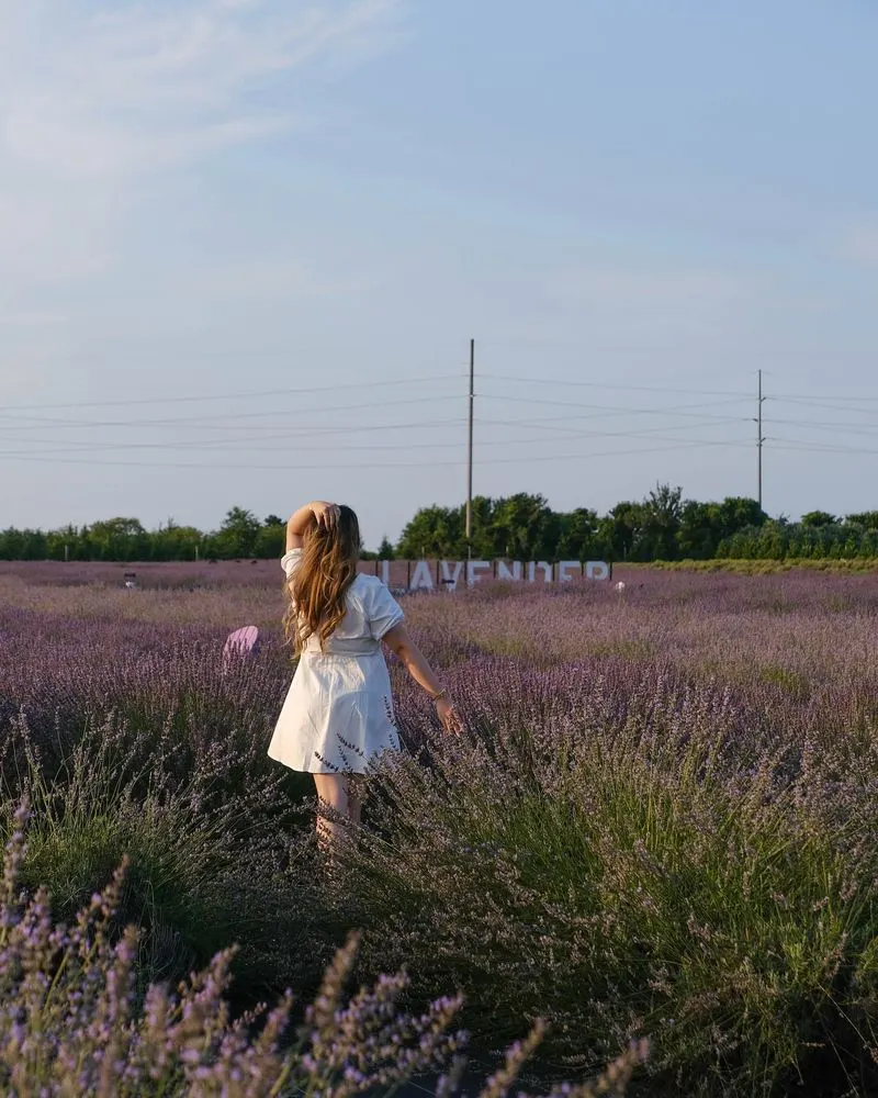 Lavender