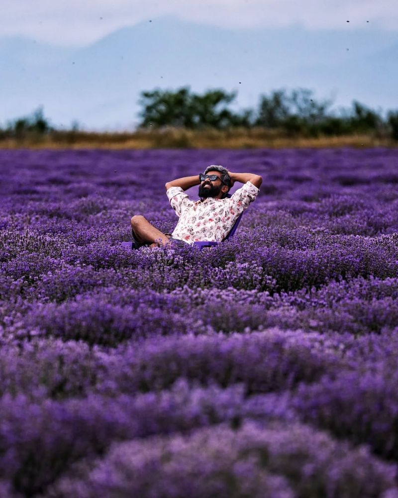 Lavender