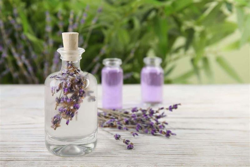 Lavender
