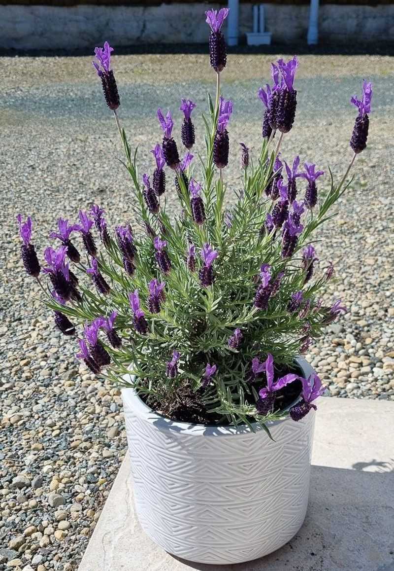 Lavender