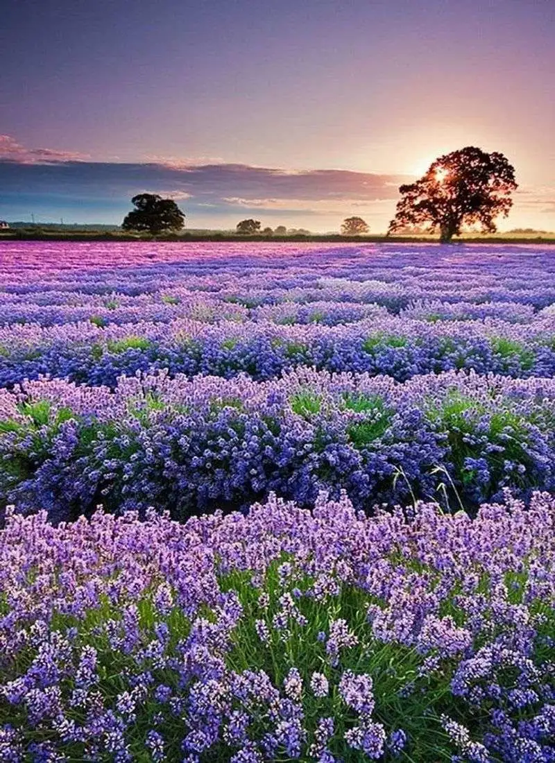 Lavender