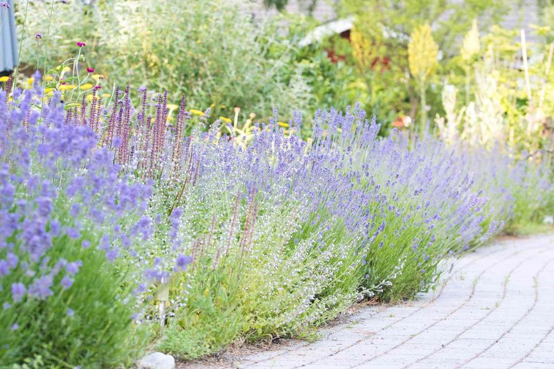 Lavender