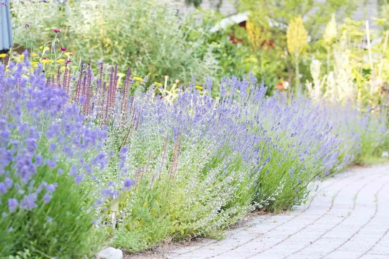 Lavender