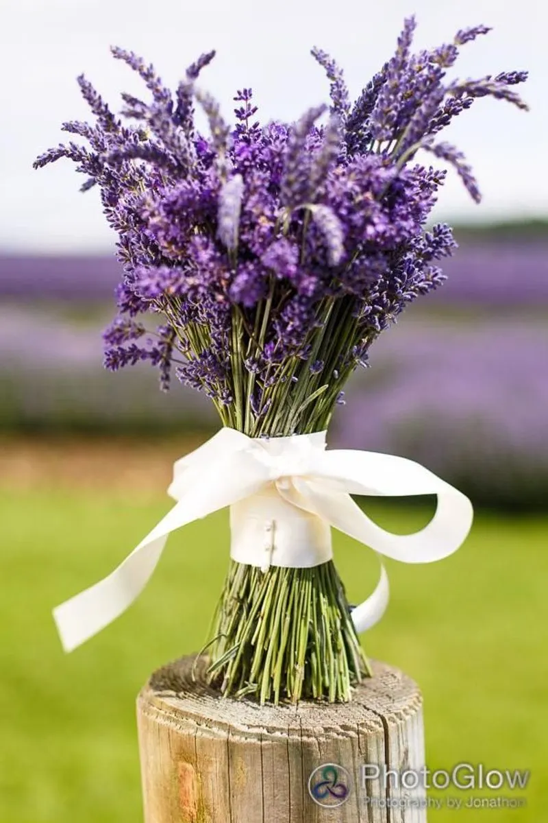 Lavender