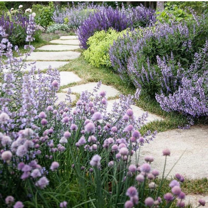 Lavender