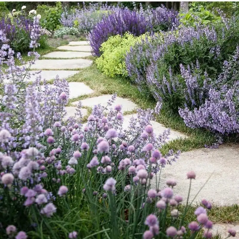 Lavender