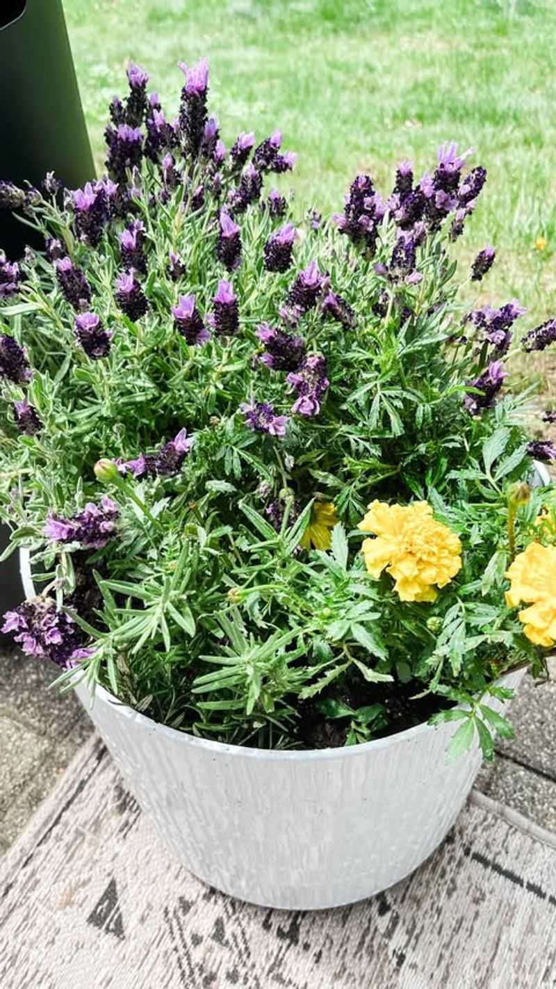 Lavender (Bug Repellent)