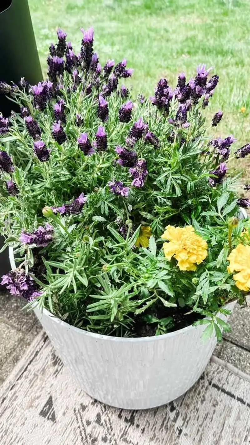 Lavender (Bug Repellent)