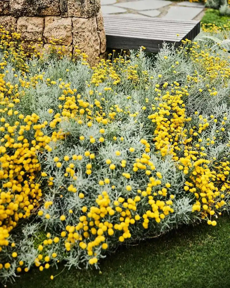 Lavender Cotton