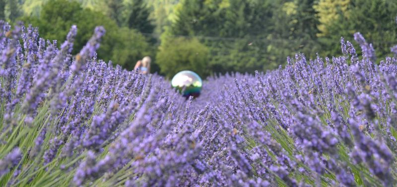 Lavender Edge Retreat