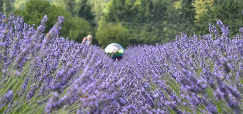 Lavender Edge Retreat