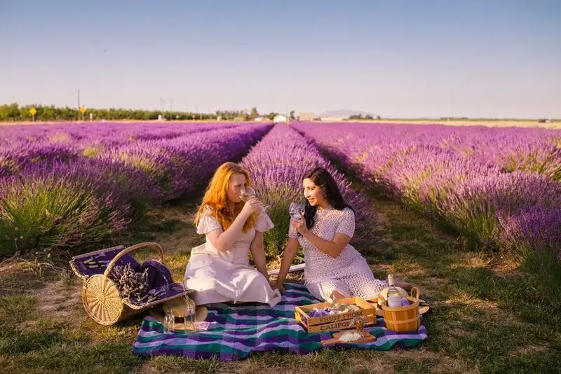 Lavender Fields Festival