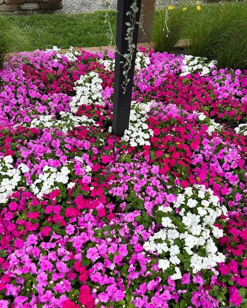 Impatiens (standard varieties)