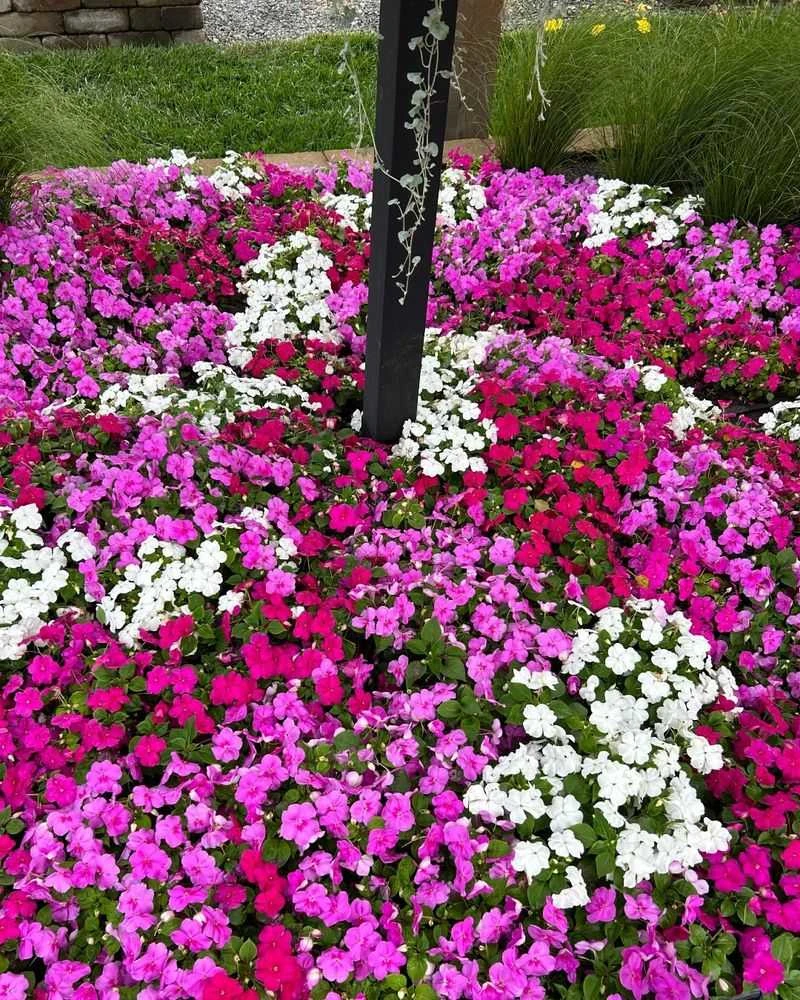 Impatiens (standard varieties)