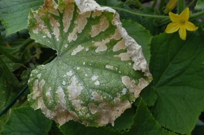 Leaf Burn