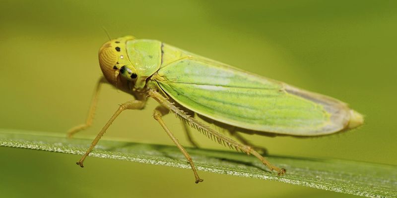 Leafhoppers