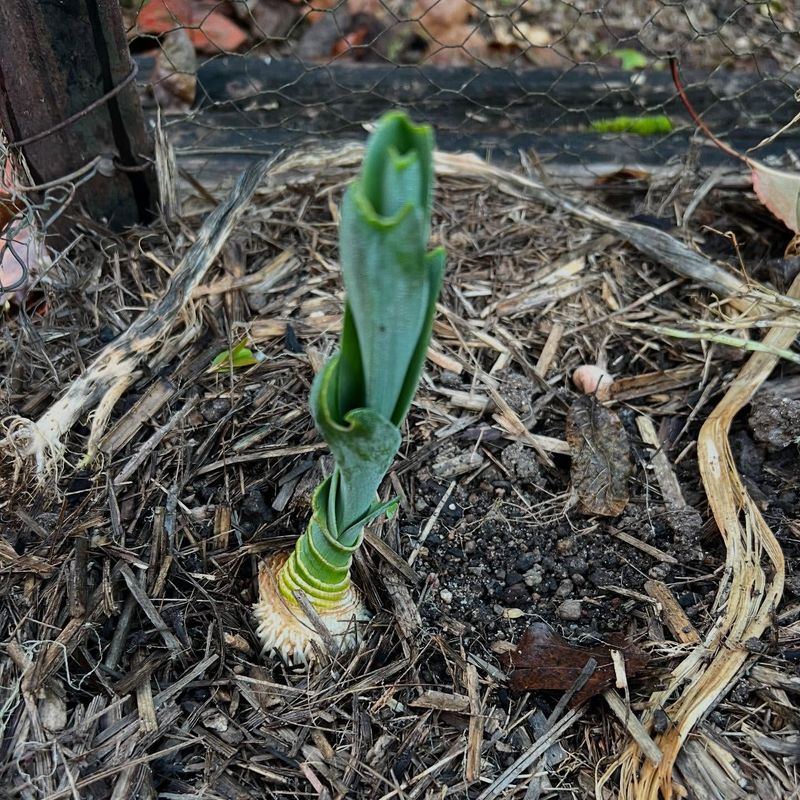 Leeks