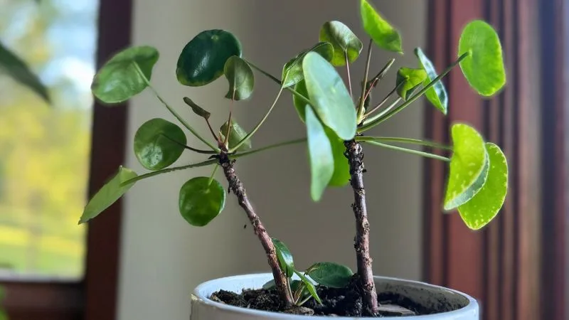 Leggy Growth