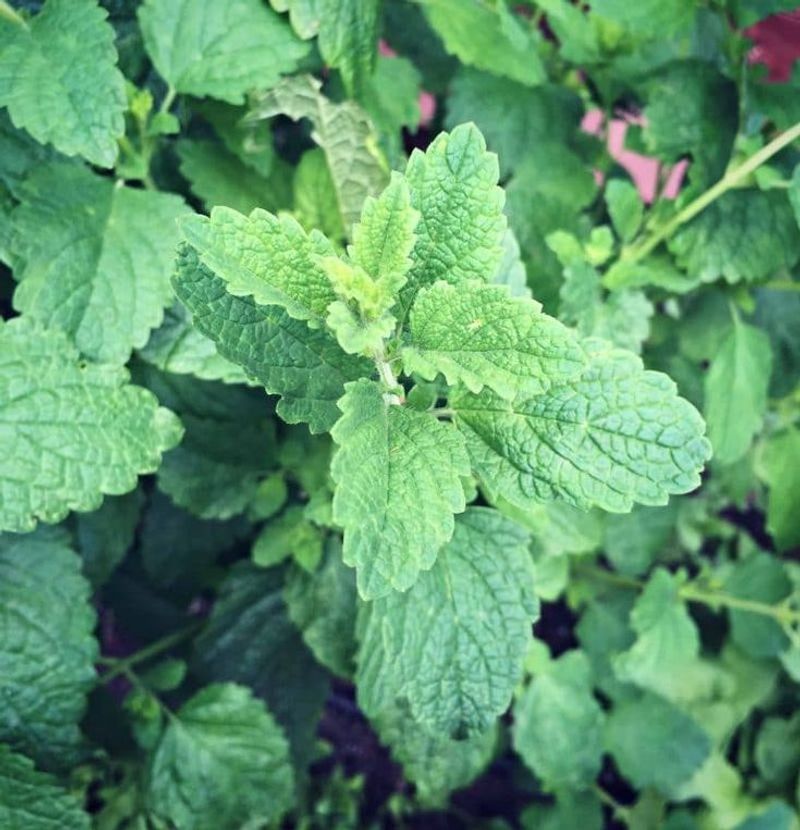 Lemon Balm