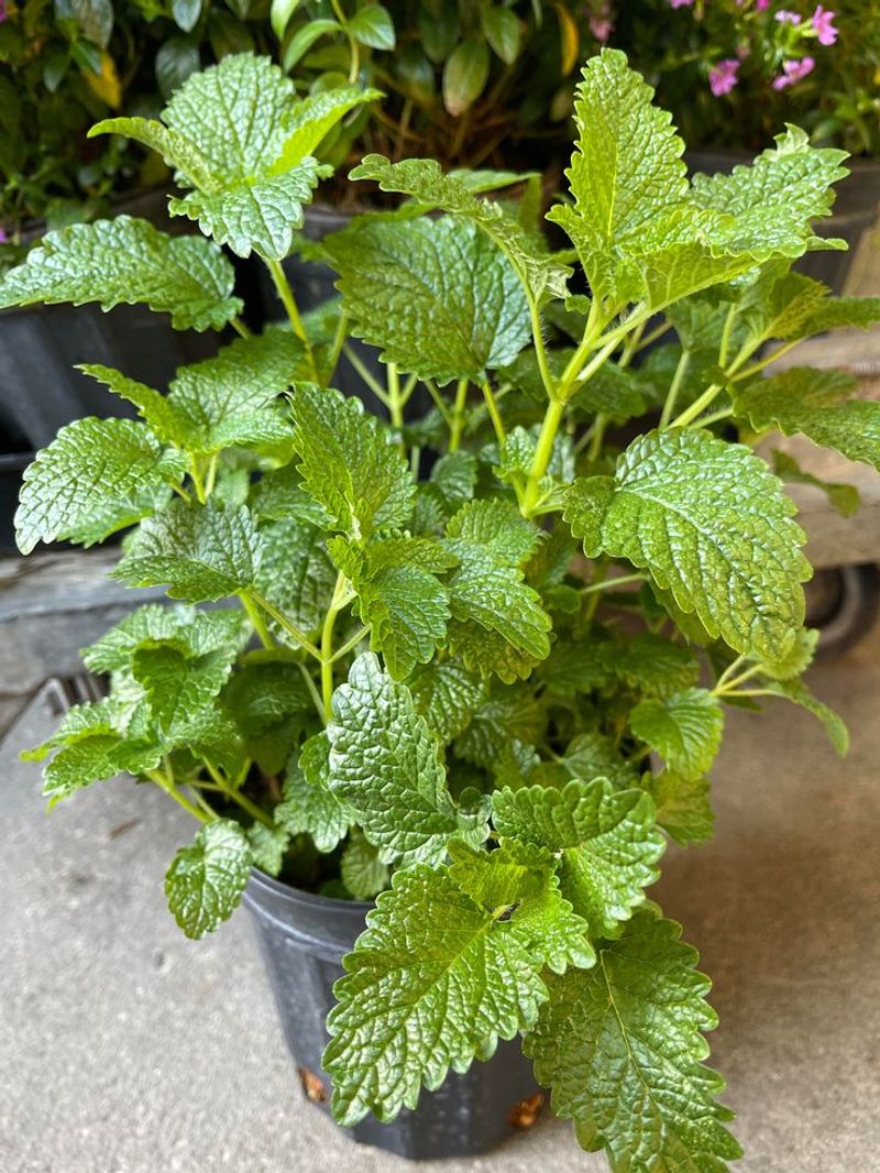Lemon Balm