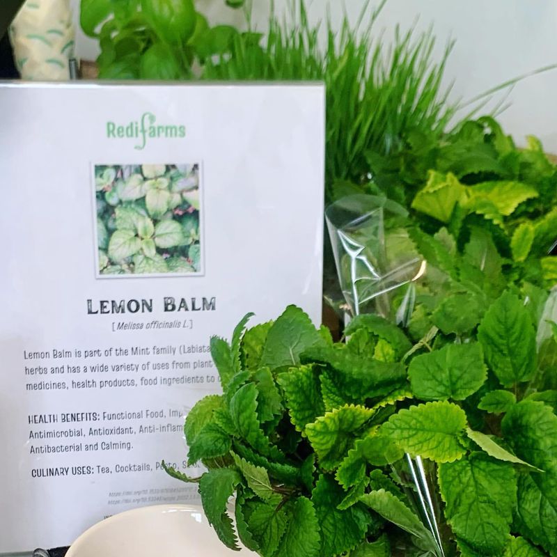 Lemon Balm