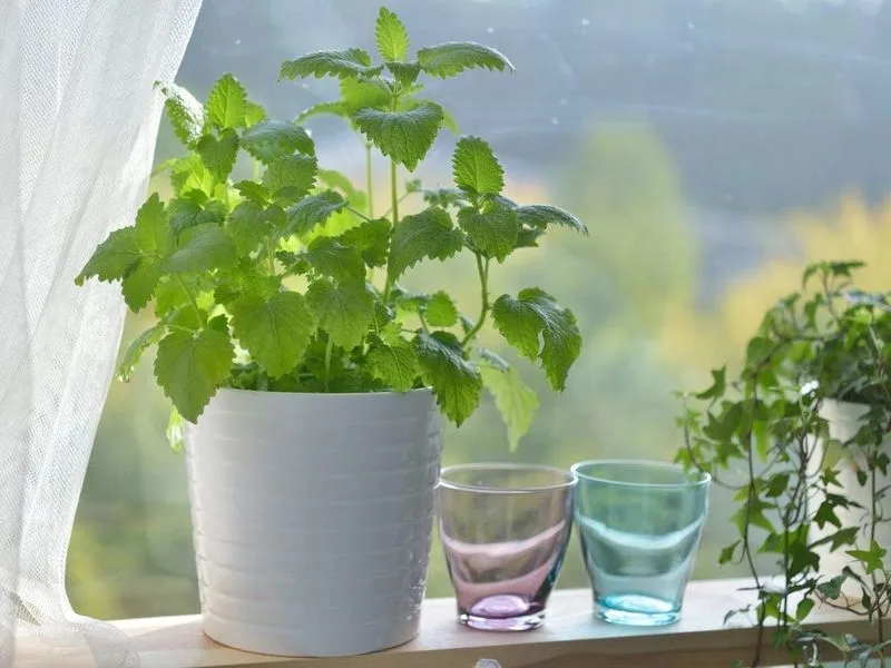 Lemon Balm