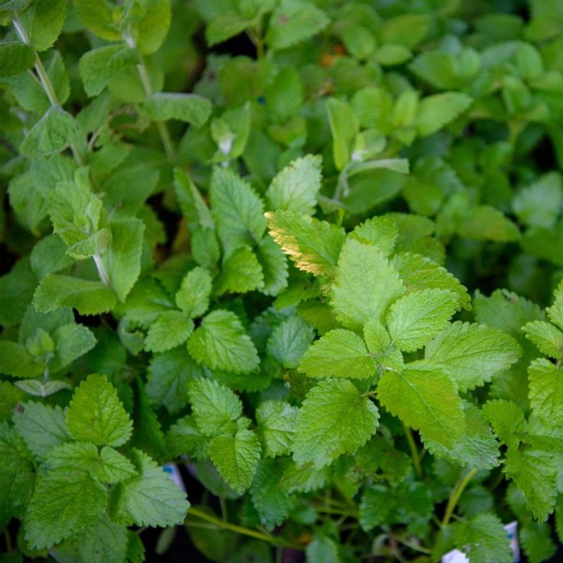 Lemon Balm