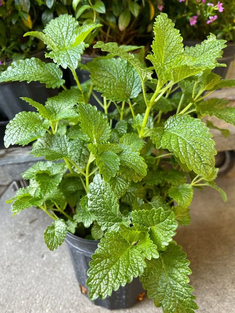 Lemon Balm